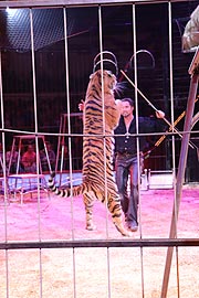 Martin Lacey jr. und seine Raubtiere (Foto: Martin Schmitz)